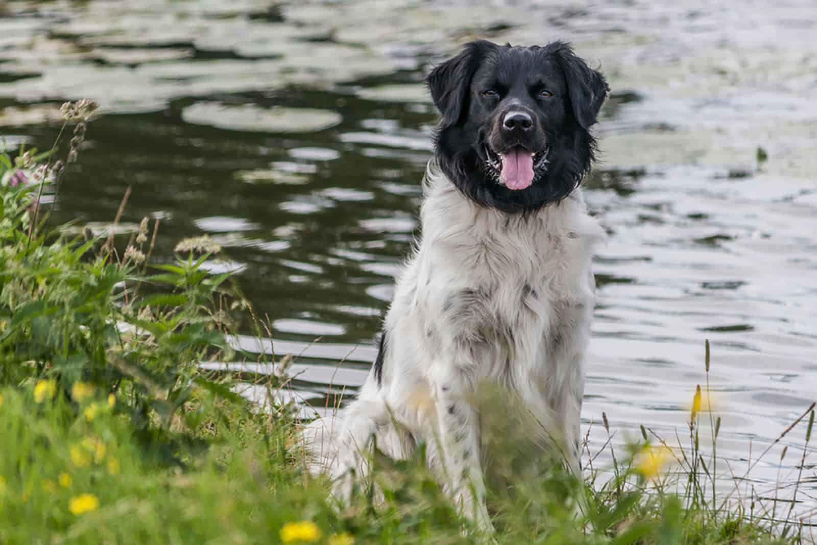 stabyhoun dog standing near the water