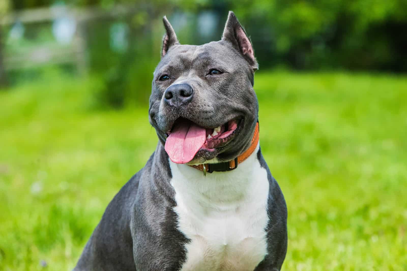 staffordshire bull terrier in the park