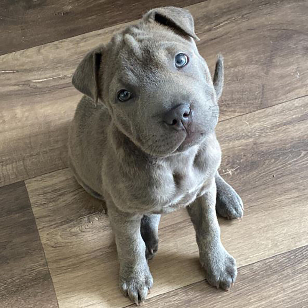 Shar Pei Mixes 28 Hybrid Pups That Will Melt Your Heart