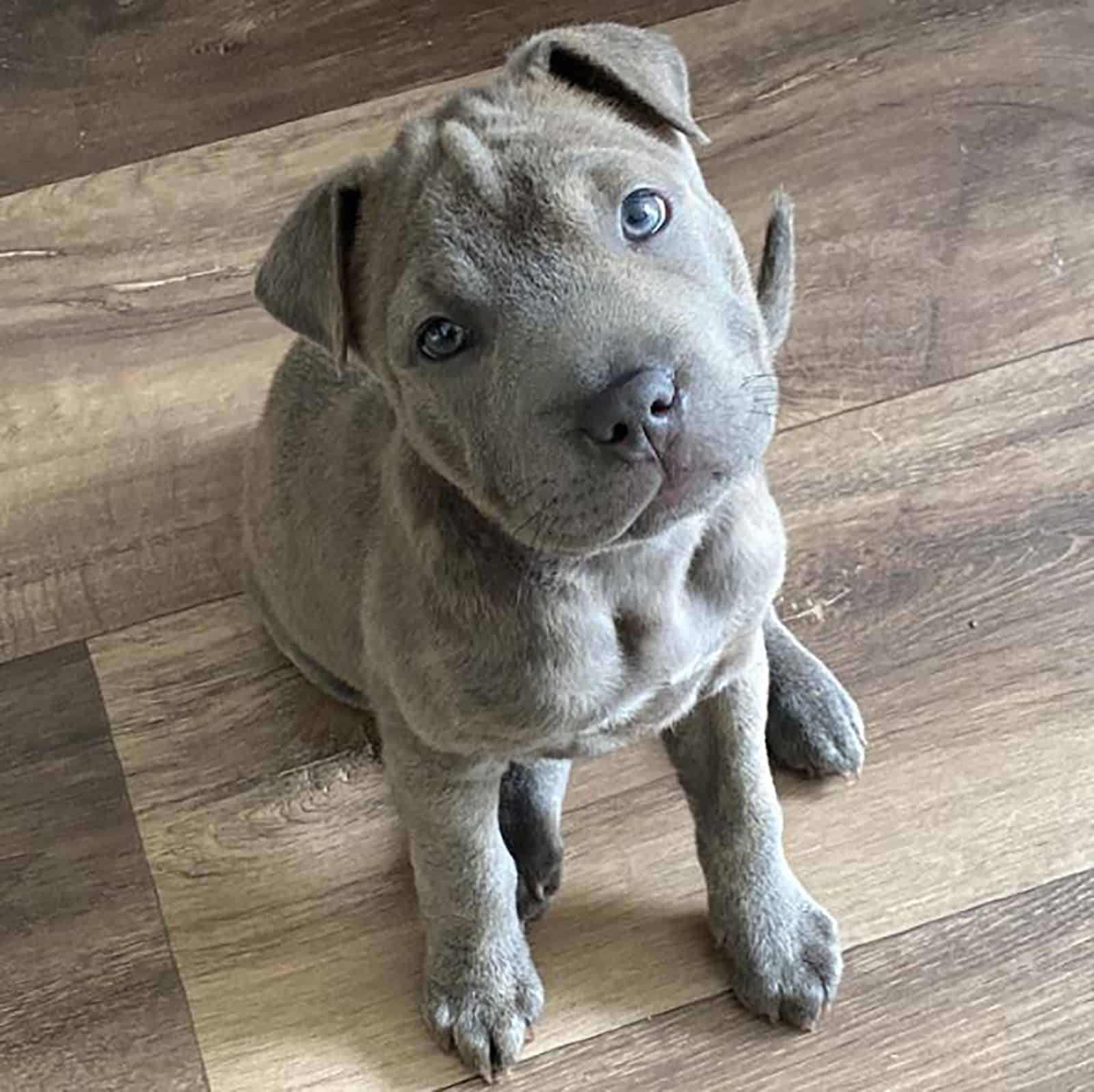 staffy bull-pei