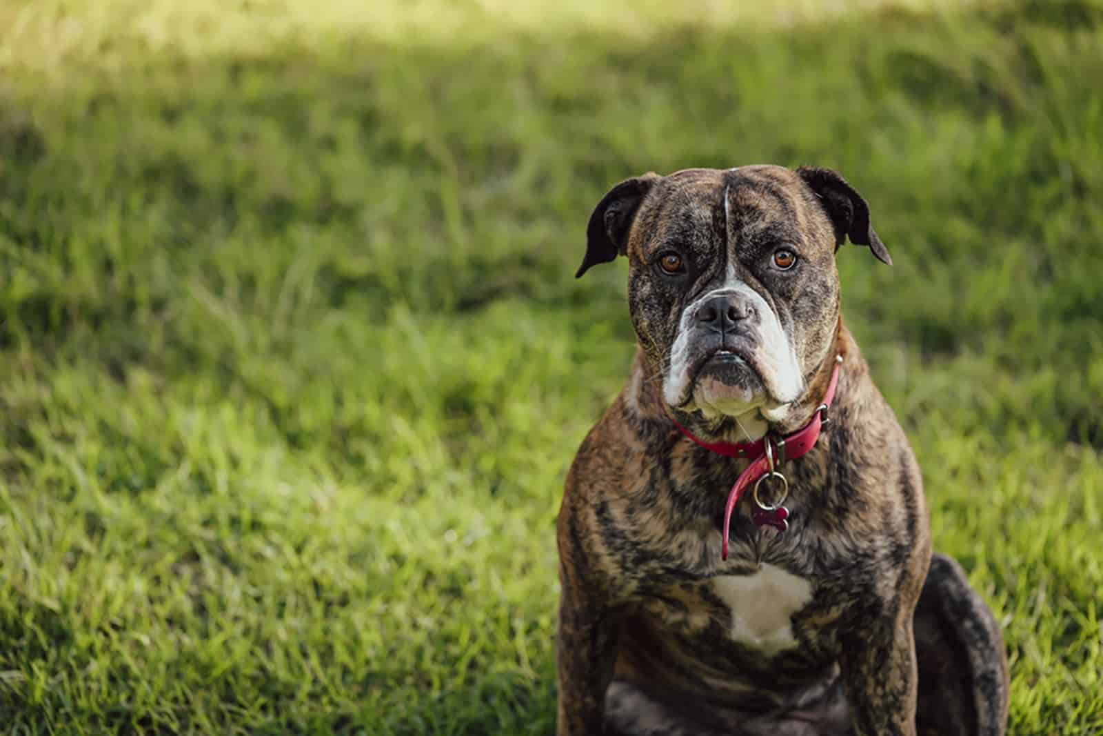 striped american bulldog sitting on the grass