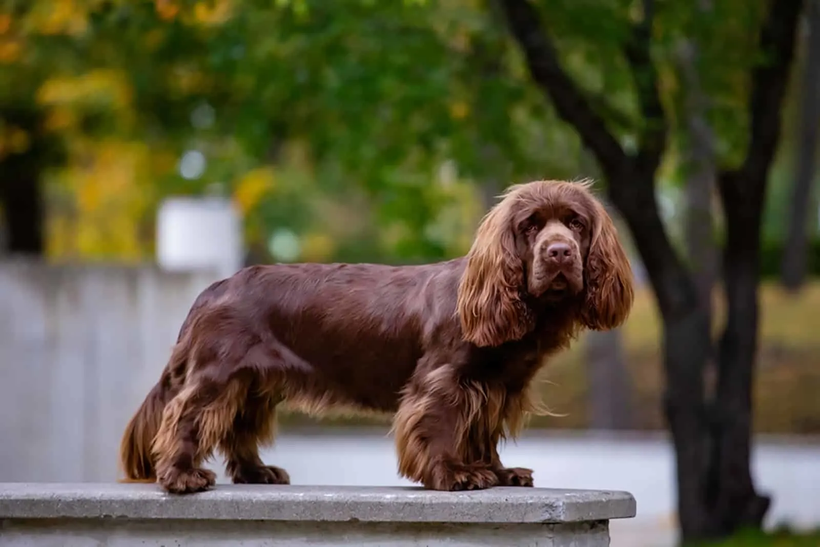 sussex spaniel posing in a park