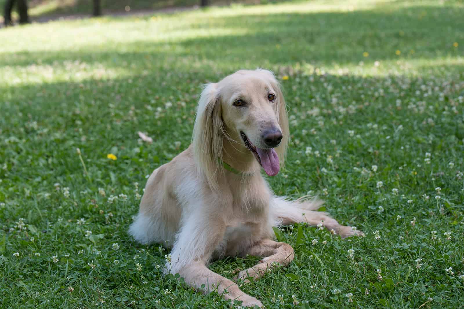 taigan dog sitting on the grass