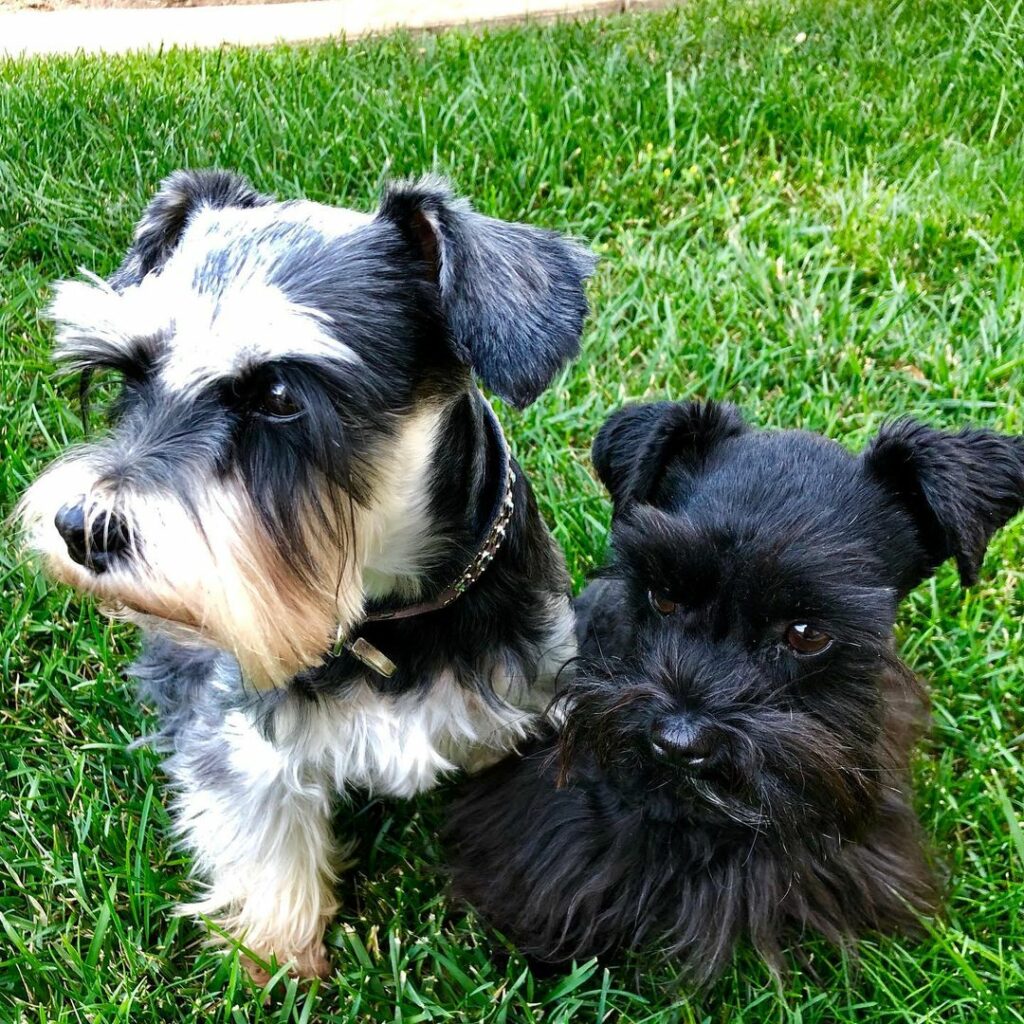 Teacup Miniature Schnauzer—The 411 On This Adorable Dog Breed