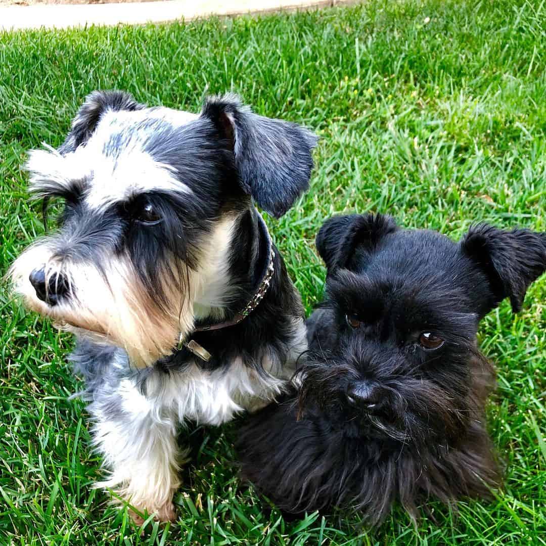 teacup and miniature schnauzer