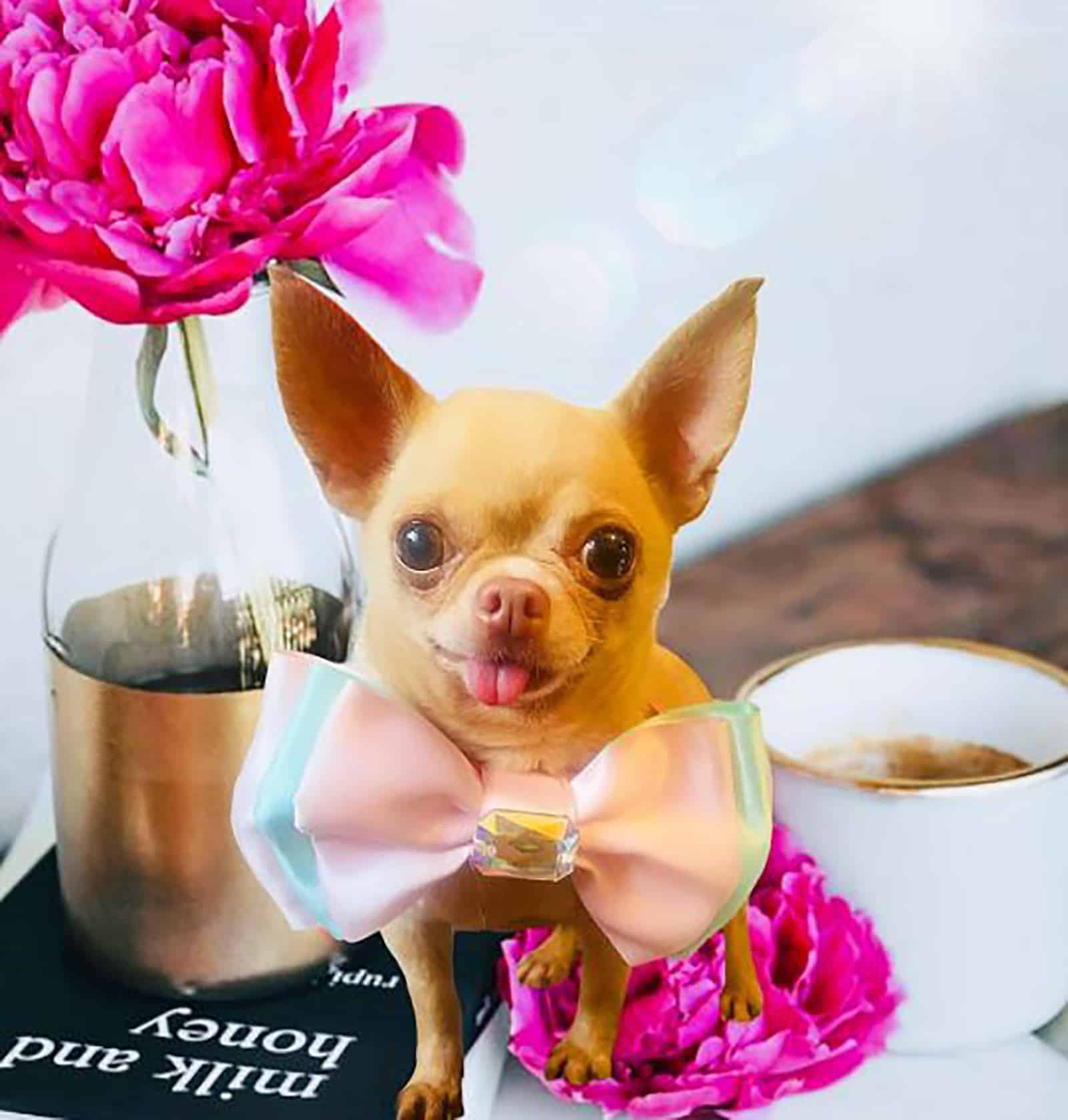 teacup chihuahua wearing a tie
