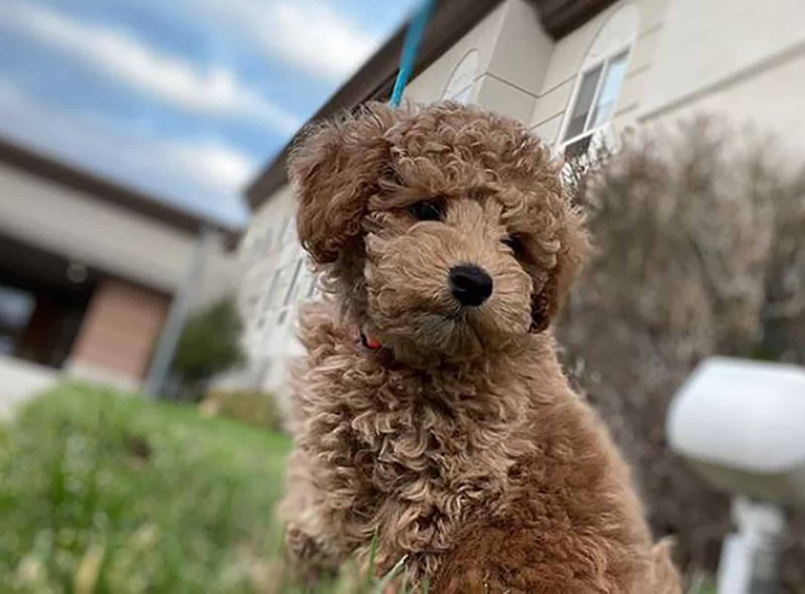 teacup labradoodle in garden sitting on the grass