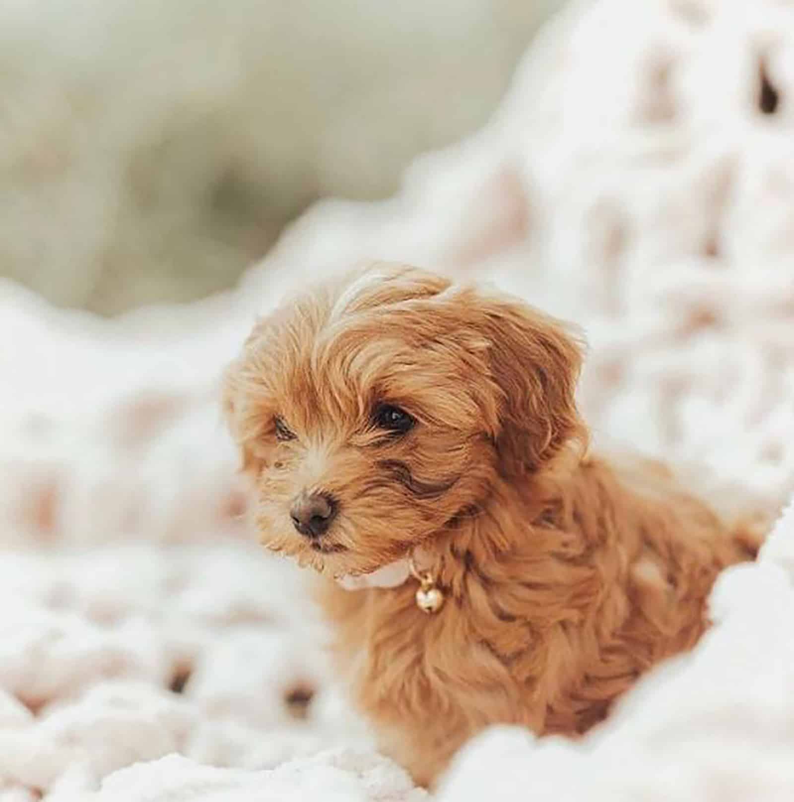 teacup labradoodle