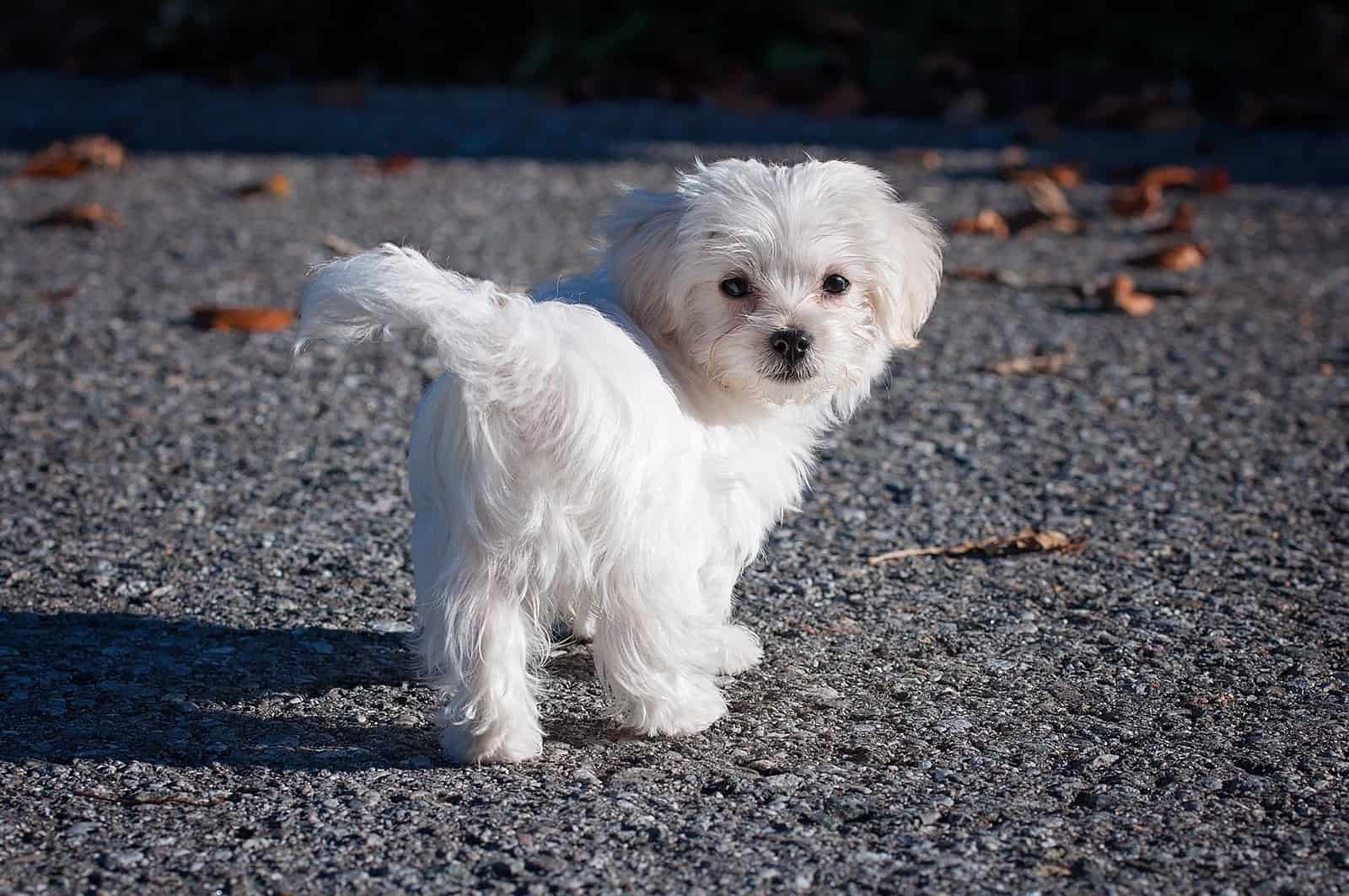 teacup maltese dog standing on the road