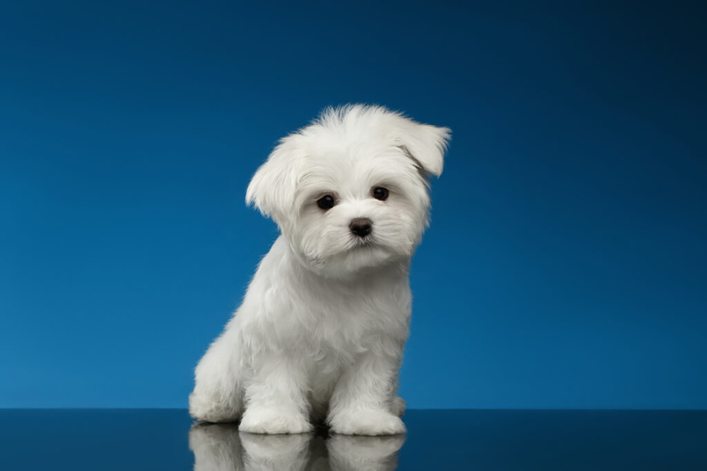 Top 5 Teacup Maltese Breeders That You Can Trust