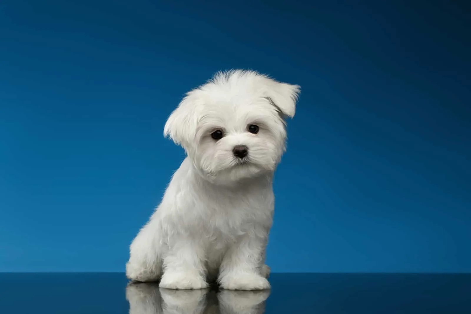 teacup Maltese dog sitting and seriously looking into the camera