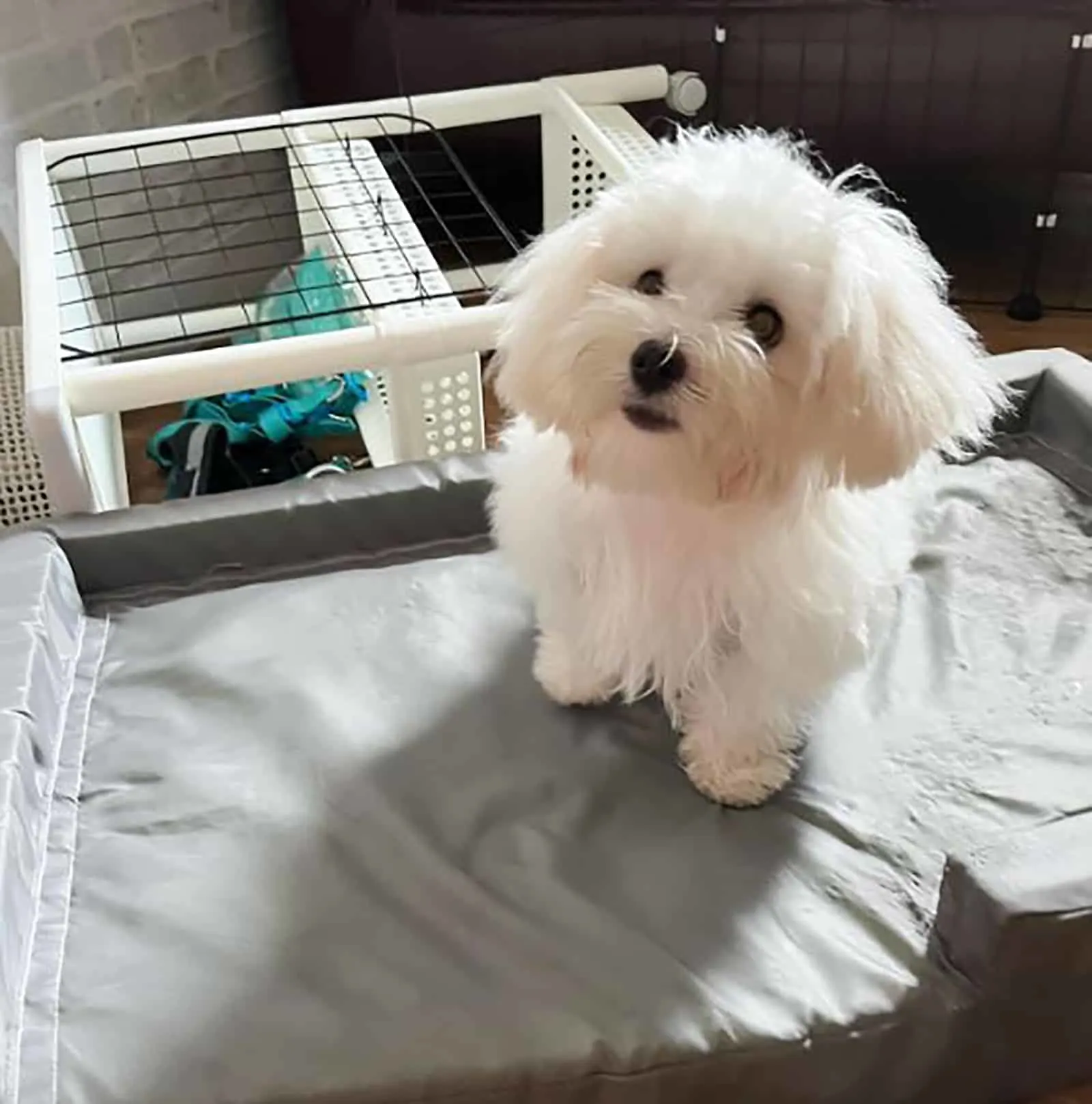 teacup maltese dog sitting on the bed