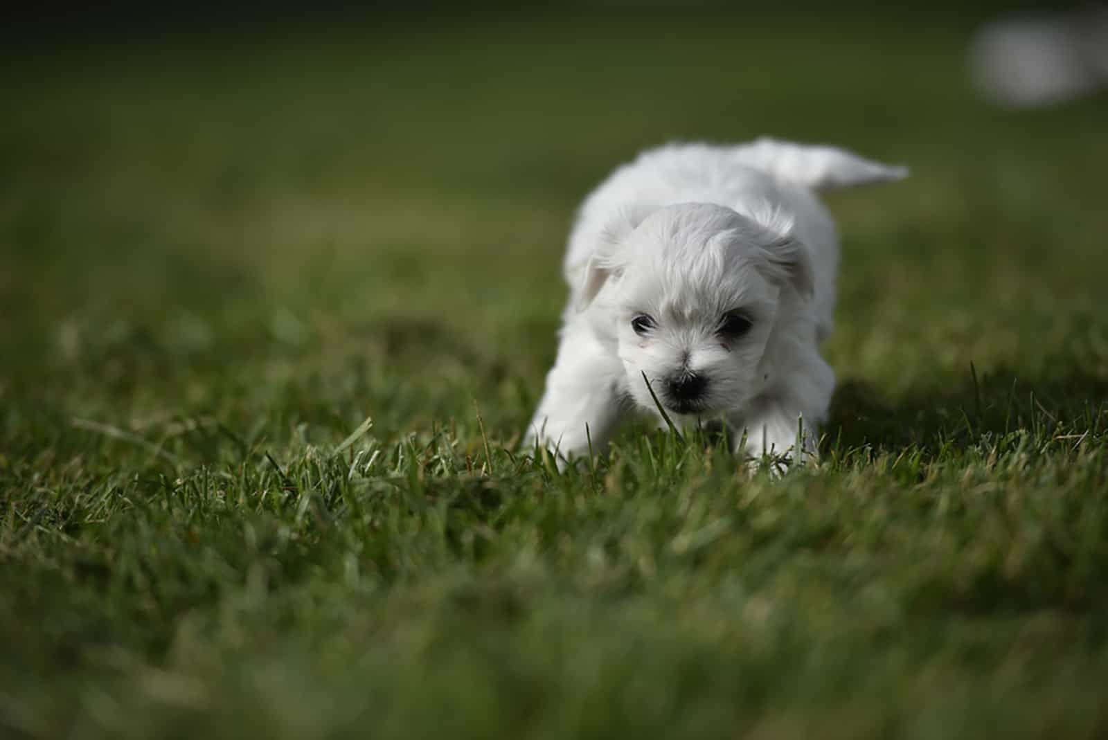 teacup maltese puppy running free in a meadow