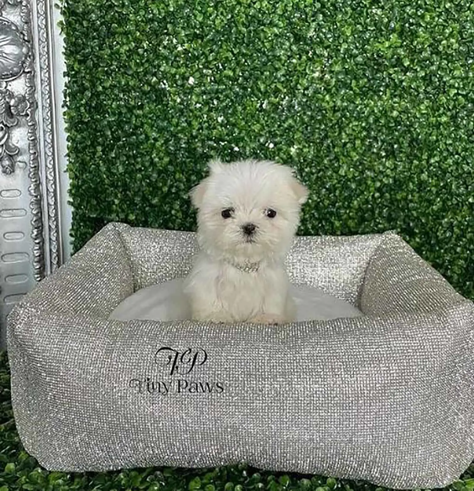 teacup maltese sitting in the bed