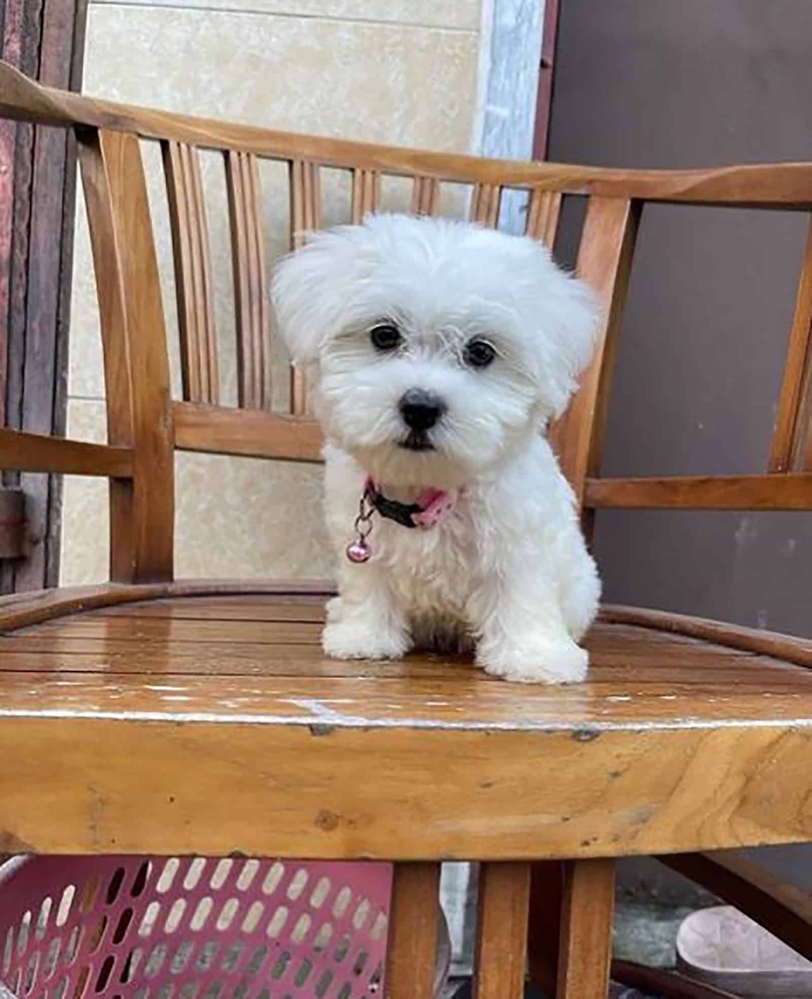 teacup maltese sitting on the chair