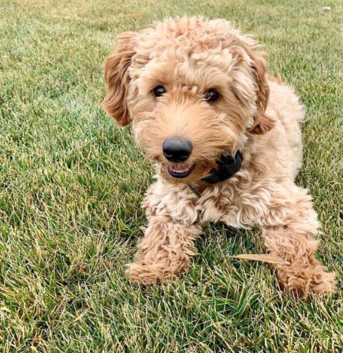 Teacup Mini Labradoodle Meet Your Favorite Doodle