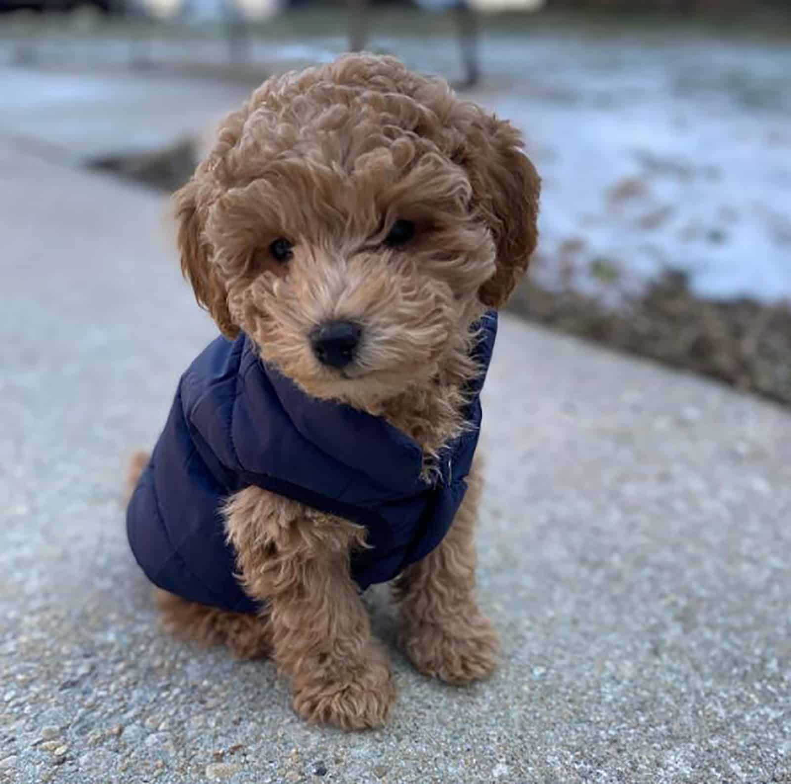 teacup mini labradoodle wearing a west sitting on the concrete