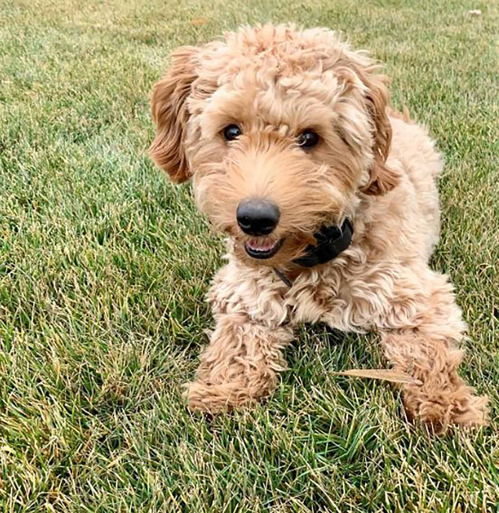 teacup mini labradoodle