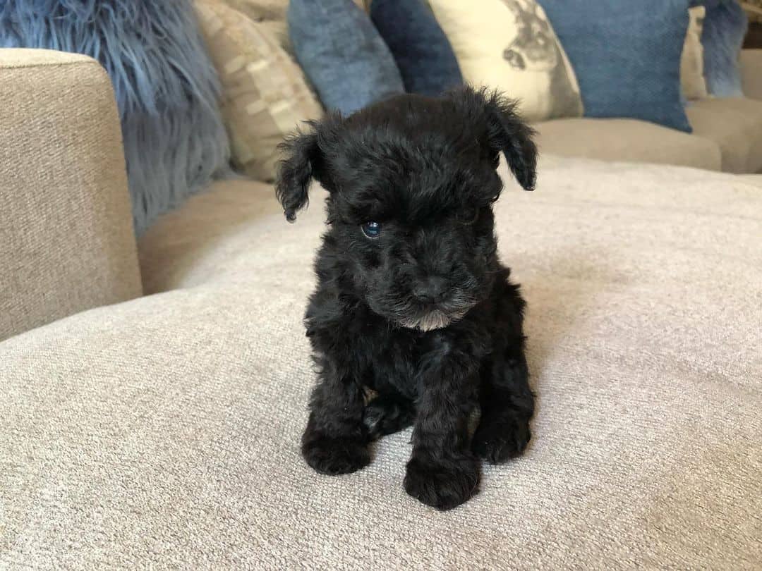 teacup miniature schnauzer