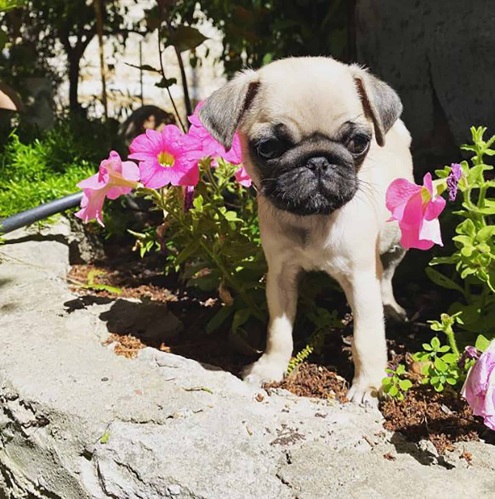 teacup pug standing in the garden among flowers