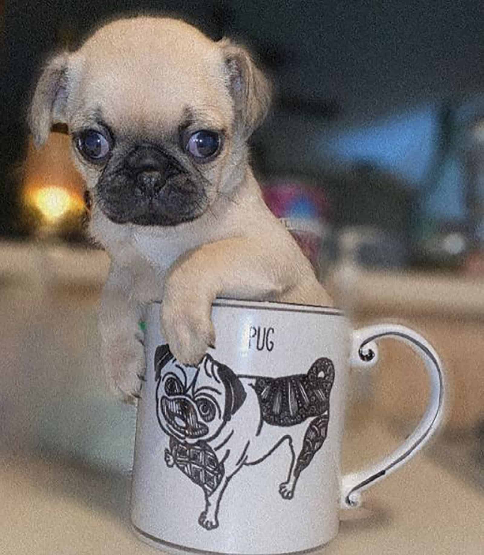 teacup pug leaning on a mug