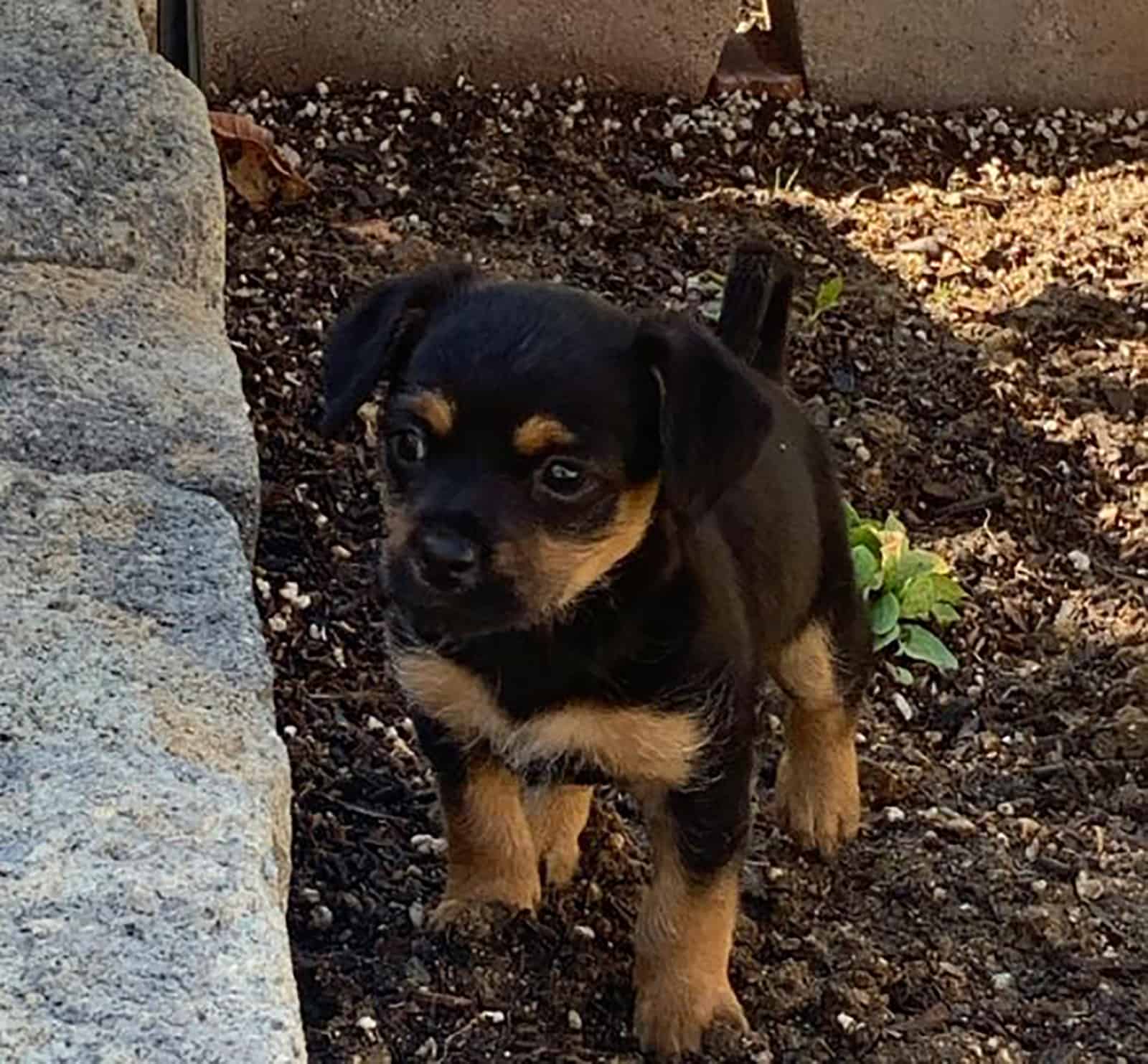 teacup rottweiler sitting in the garden