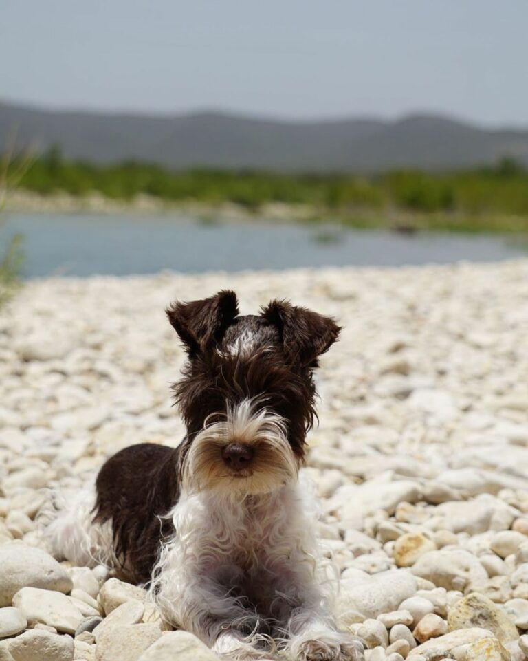 Teacup Miniature Schnauzer—The 411 On This Adorable Dog Breed