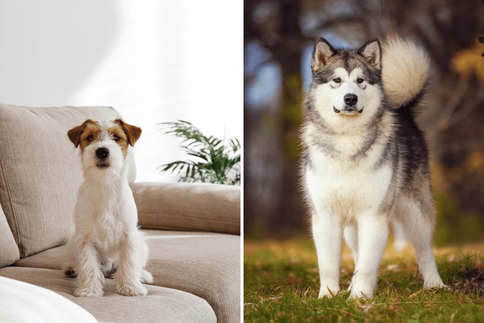 terrier and Alaskan Malamute