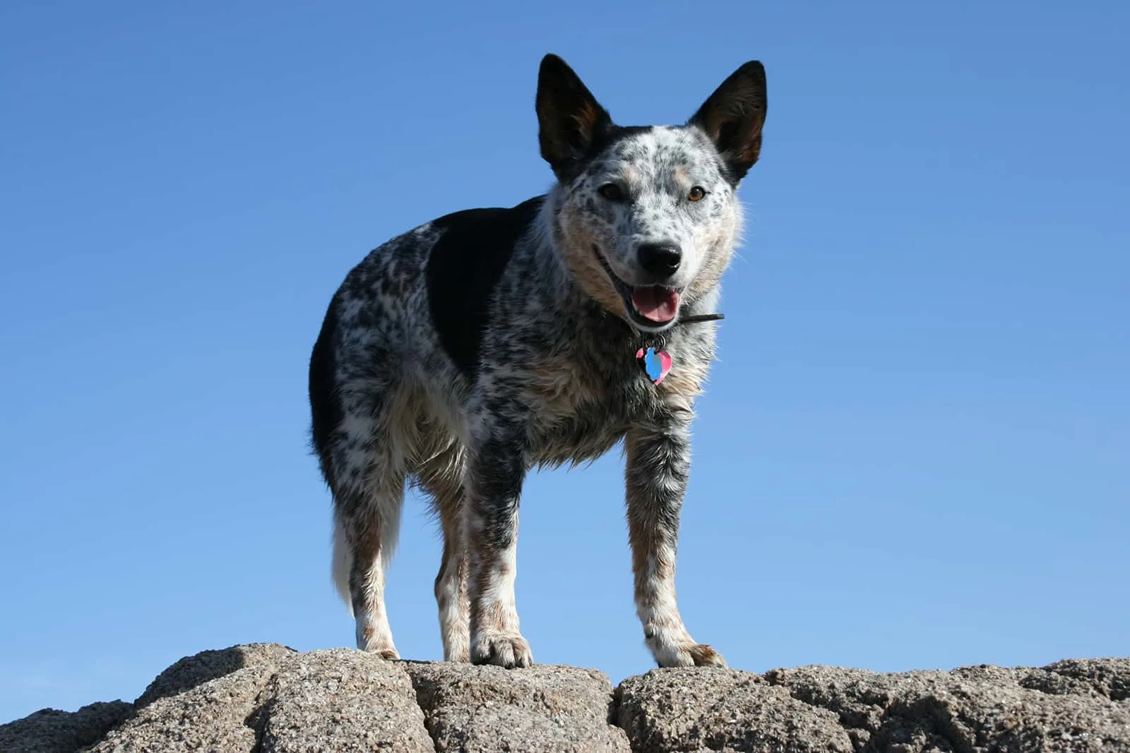 the blue heeler dog standing on rocks
