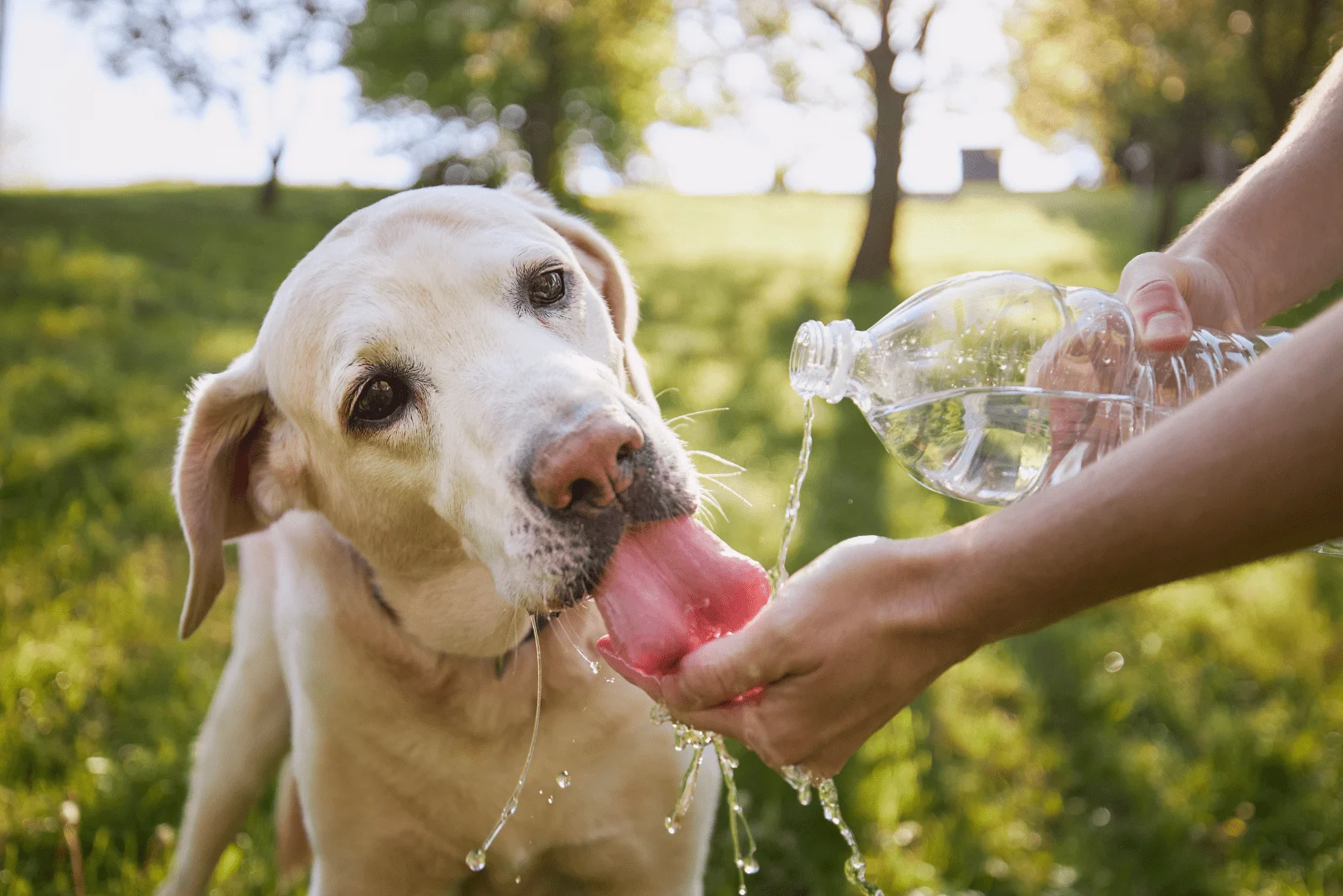 the dog drinks water from the hand