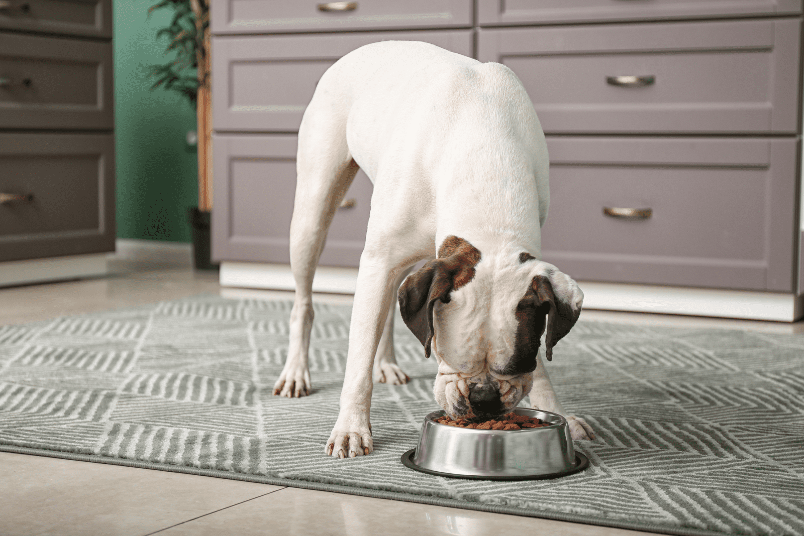 the dog eats food from the bowl 