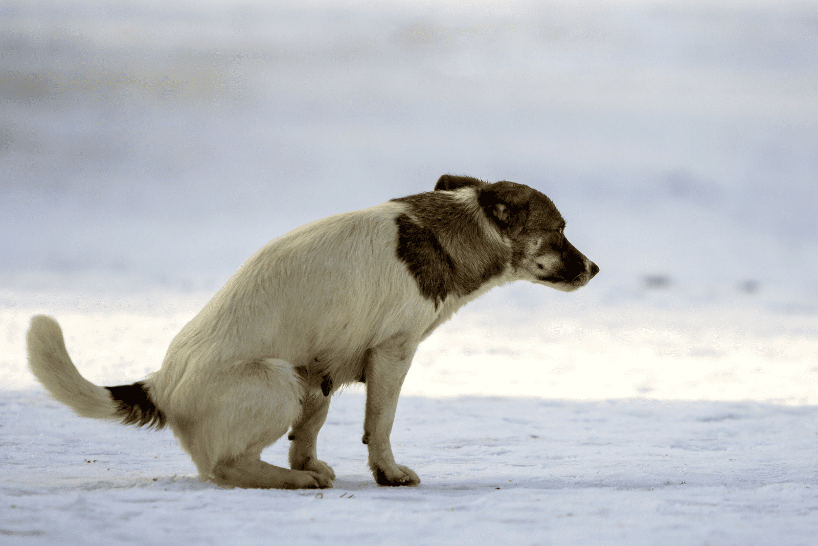 the dog is sitting on the snow and defecating