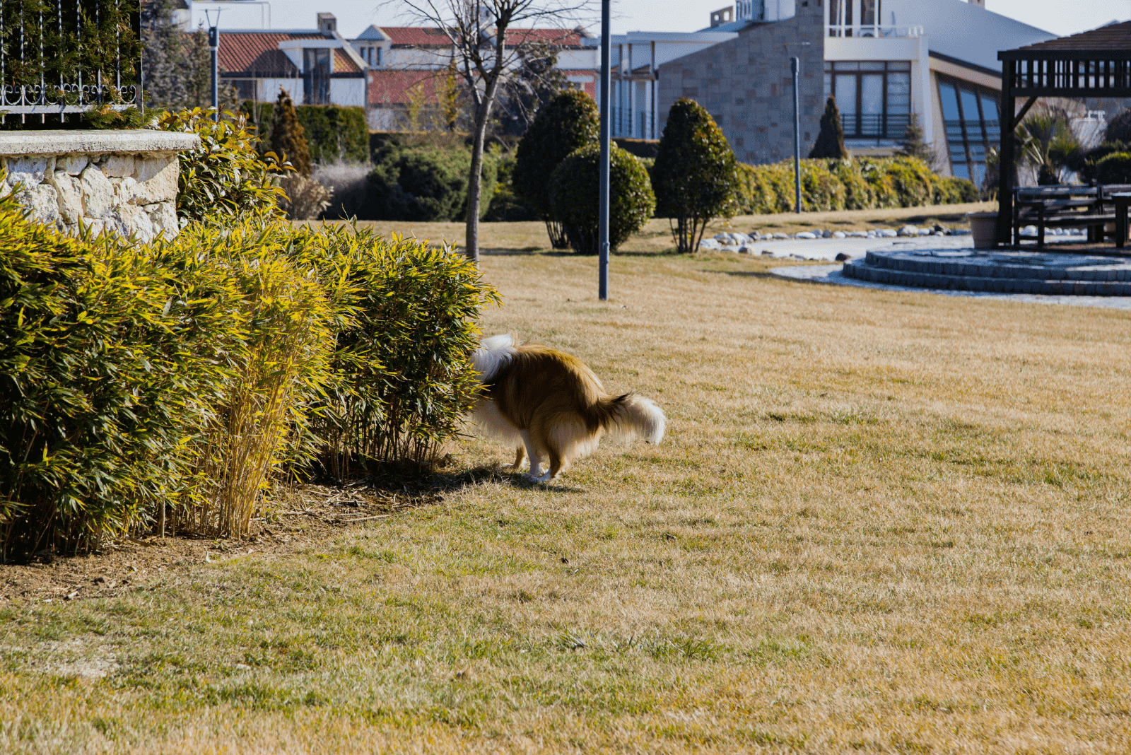 the dog is standing next to the bushes while defecating