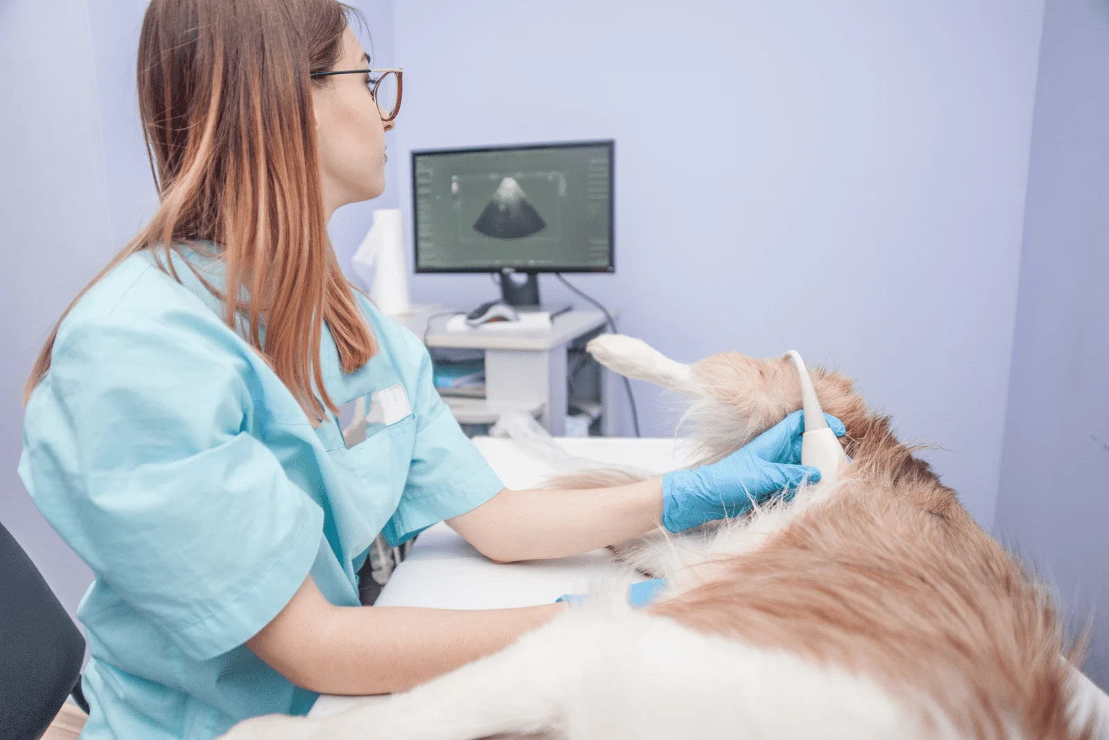 the woman examines the dog
