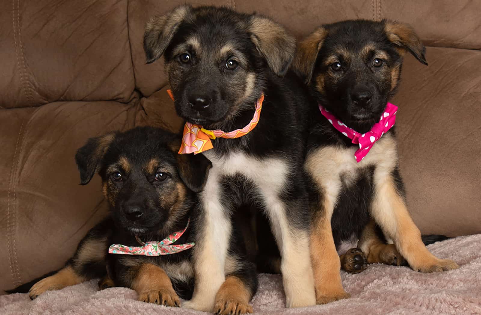 three german shepherd mix puppies sitting on the couch