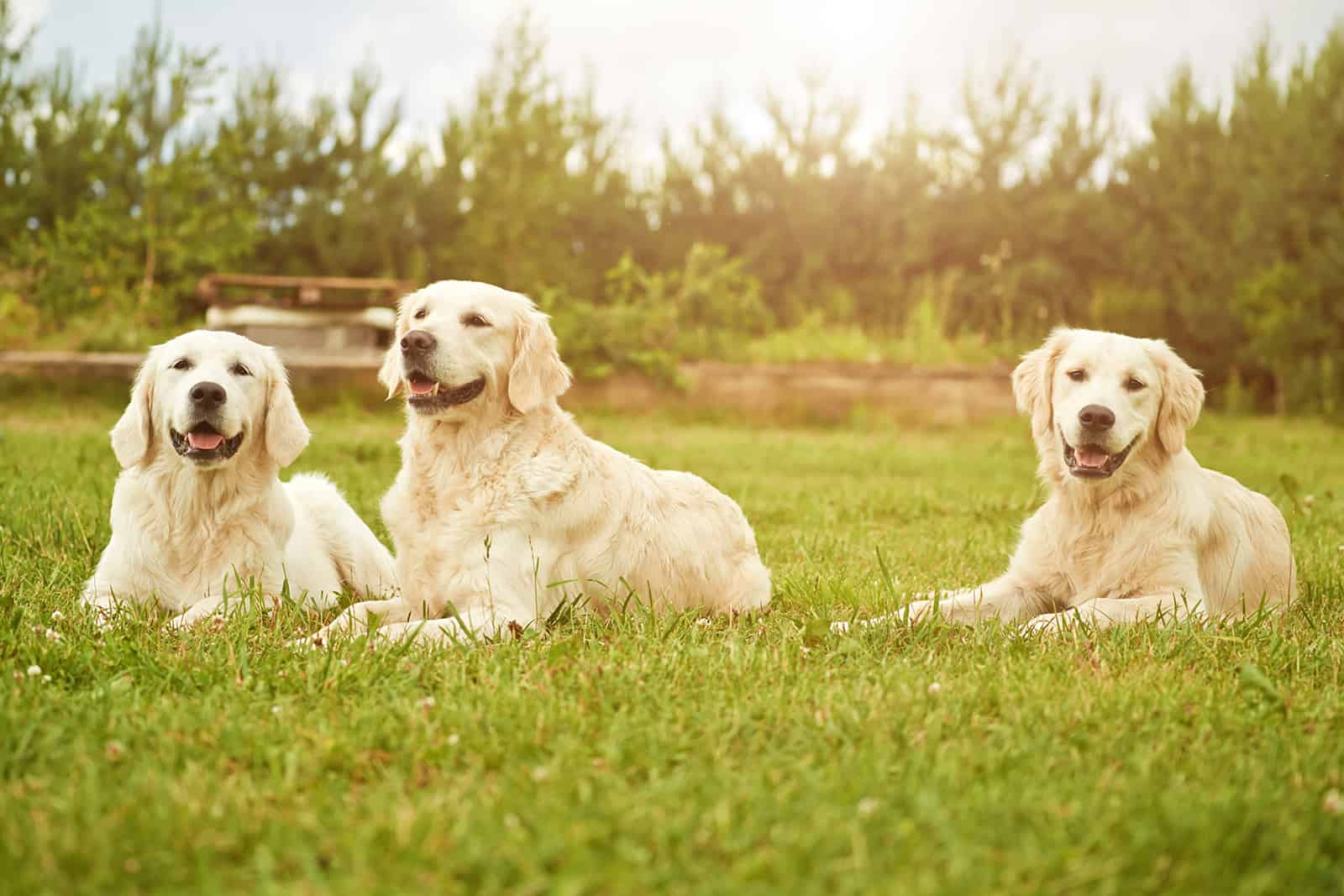 three golden retriever lying on the grass