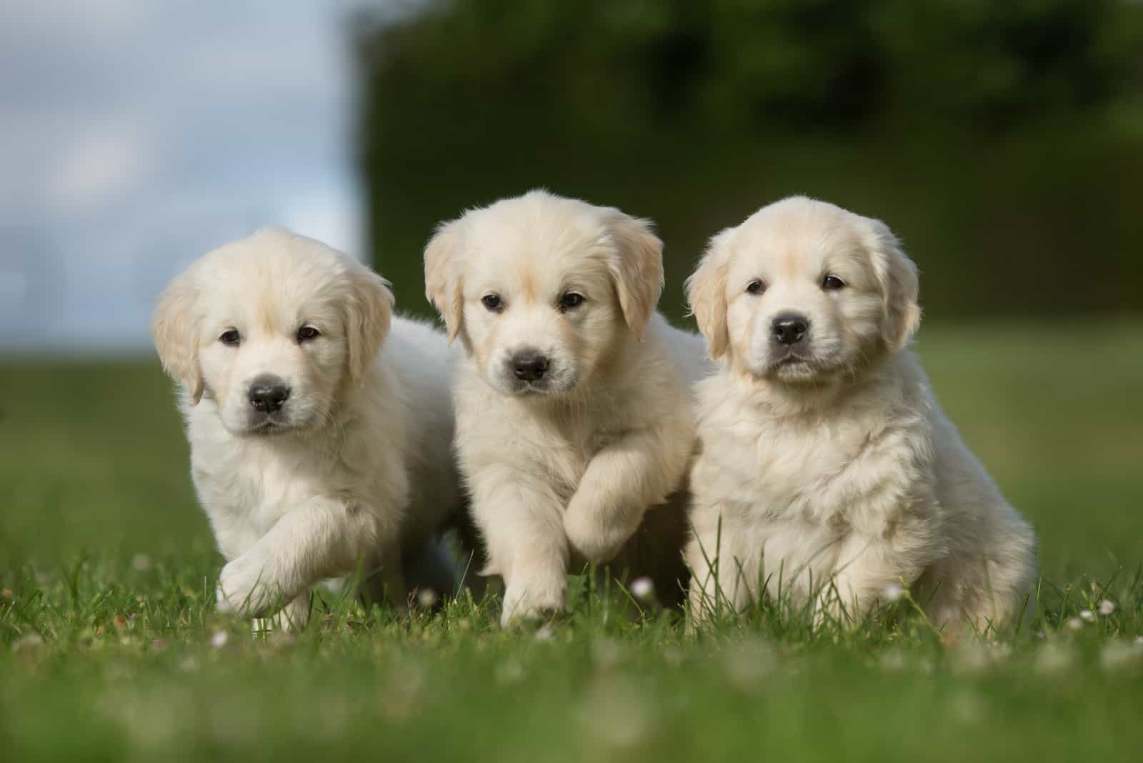 three golden retriever puppies on grass