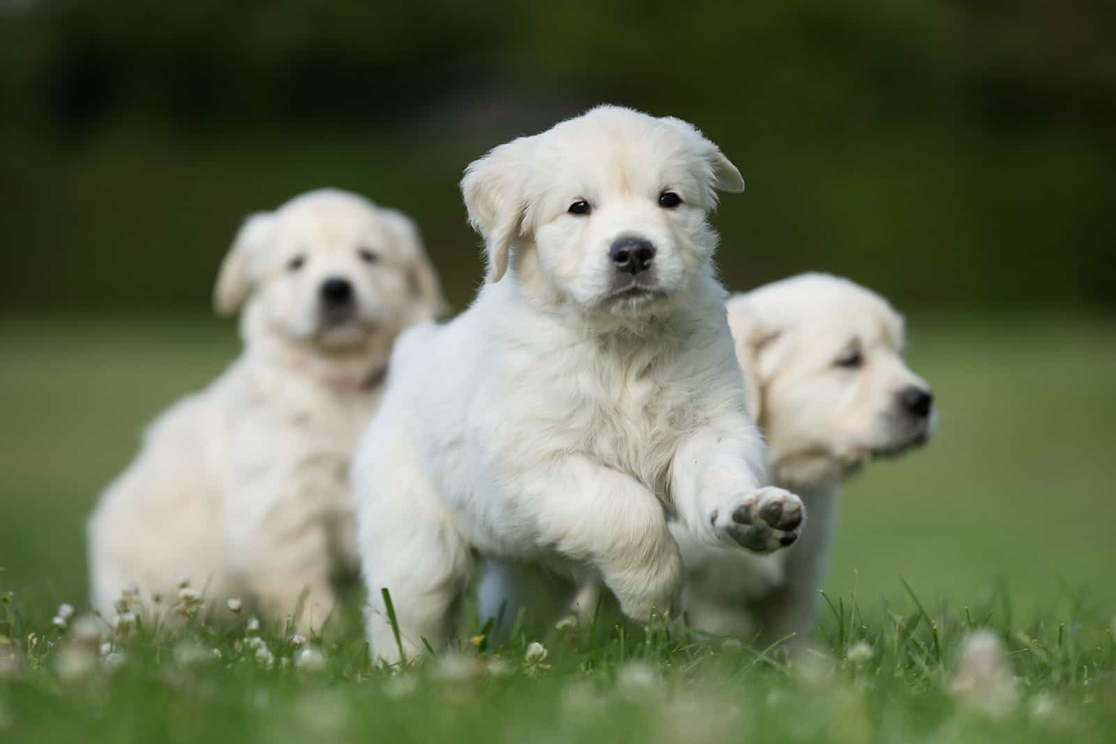  golden retriever puppies outdoors running in the field