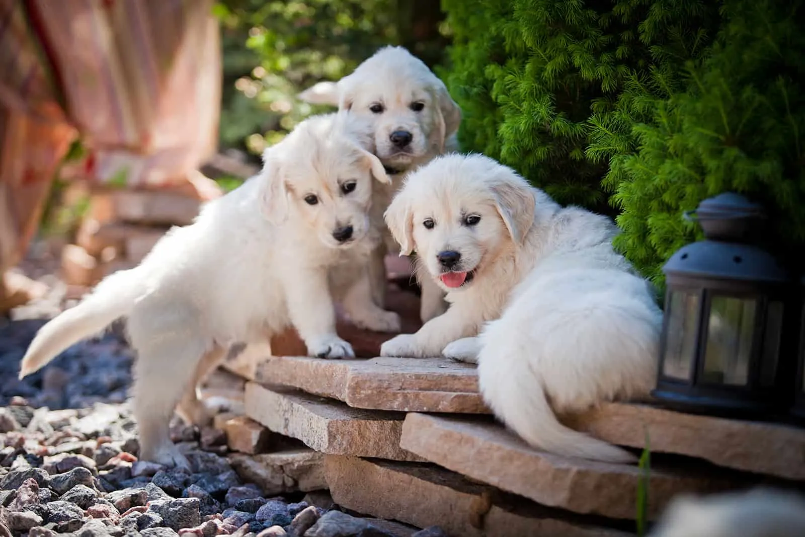 three golden retriever puppies sitting on stones