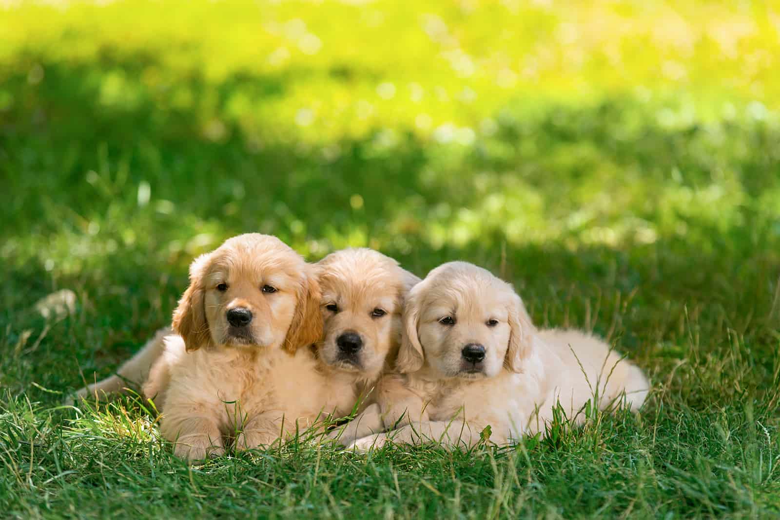 three golden retrievers relaxing on the grass