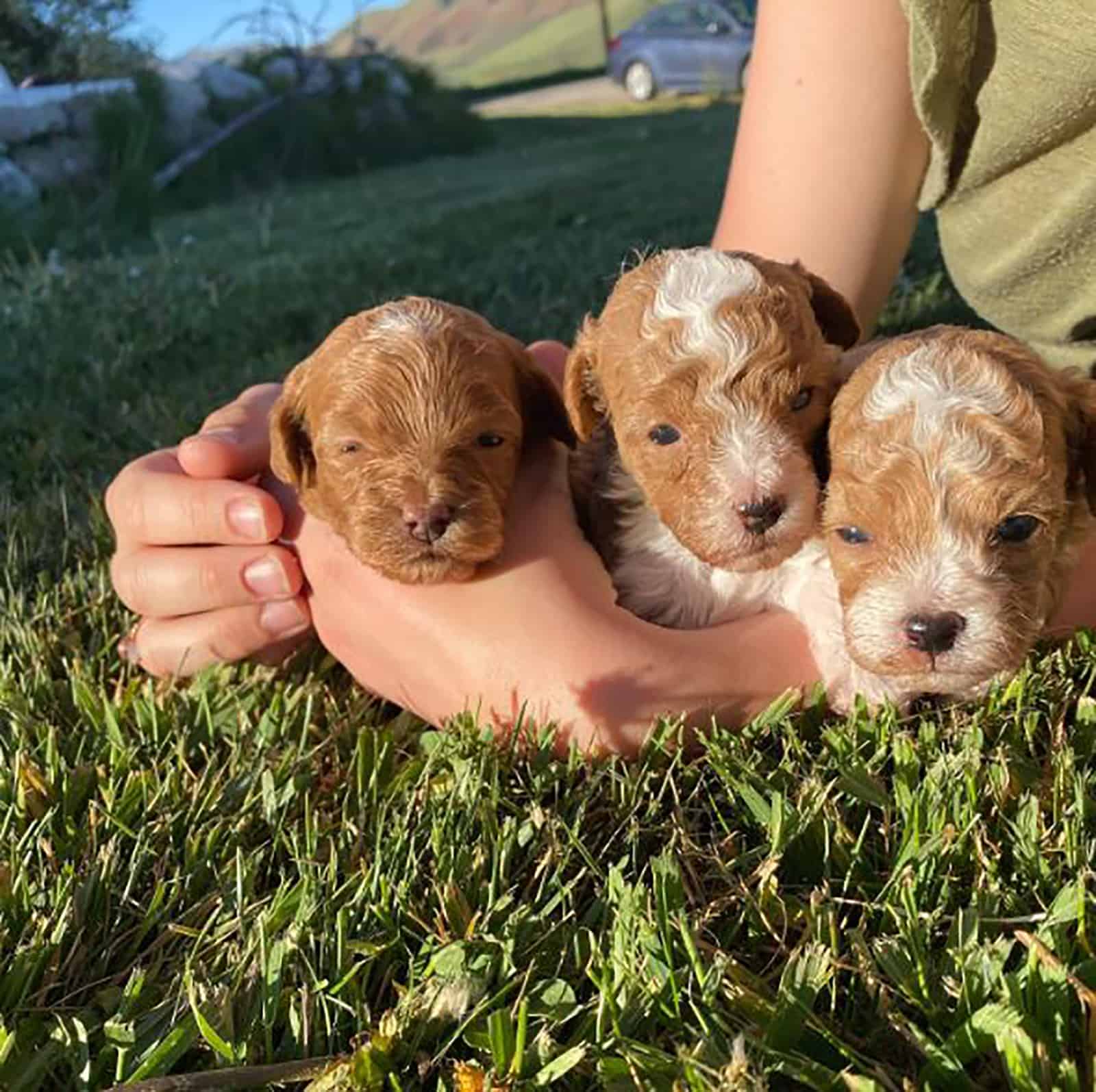 three teacup labradoodle puppies in hands of their owner