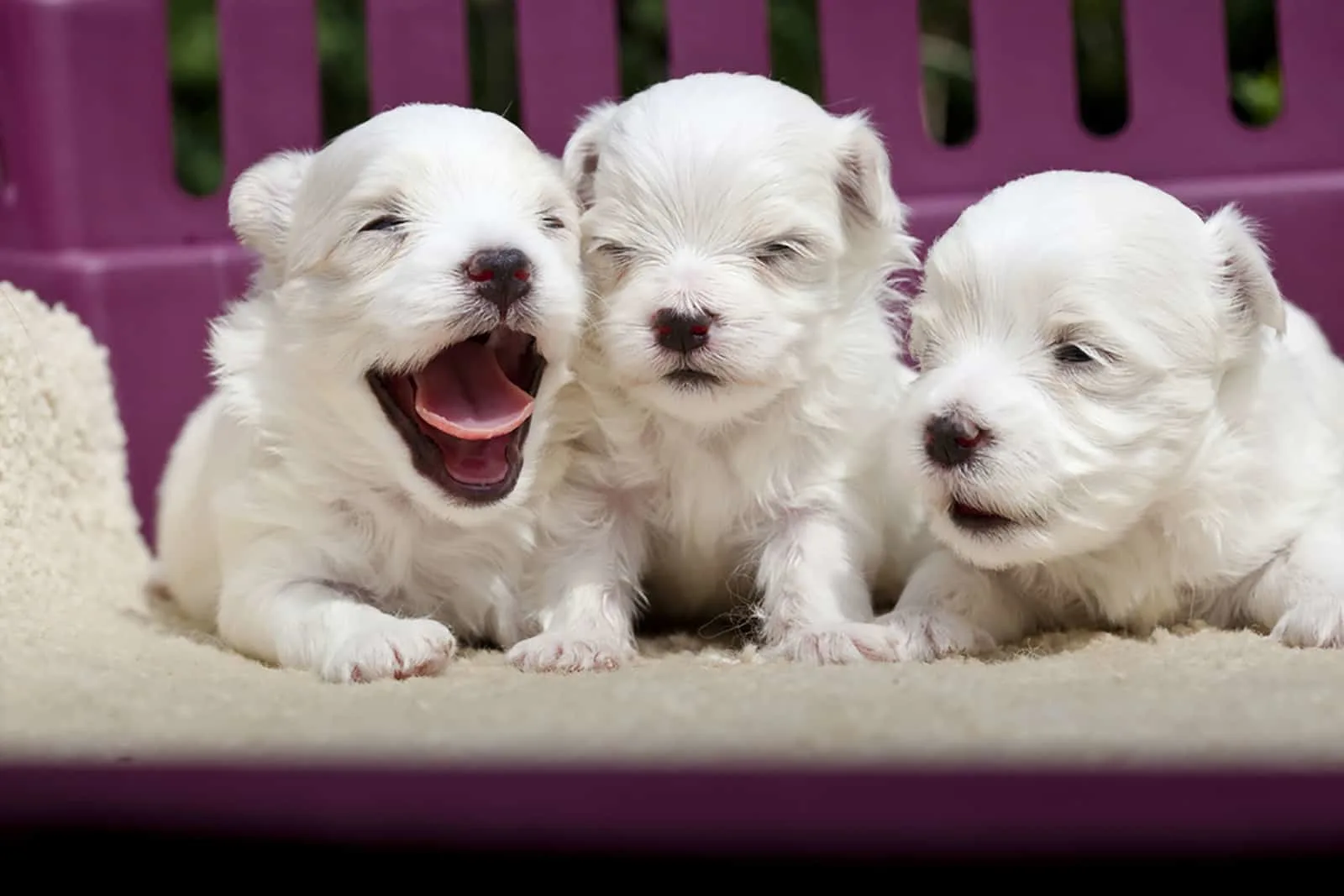 three teacup maltese puppies lying in the bed