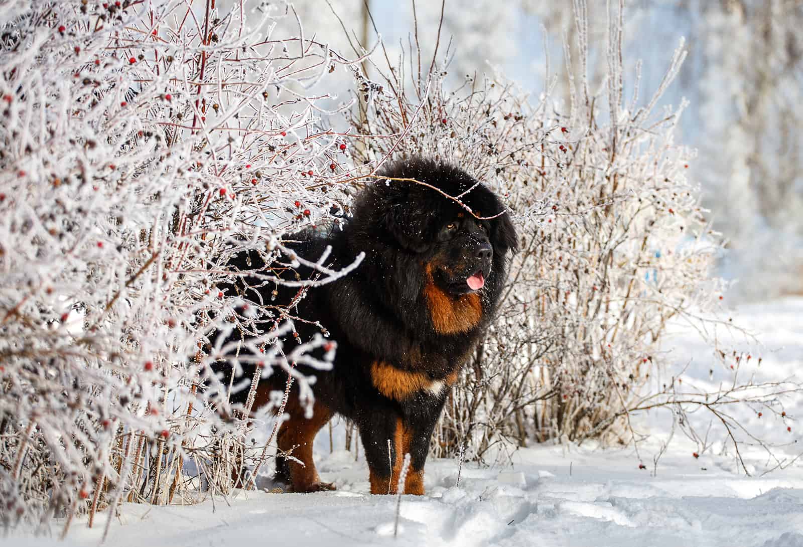 tibetan mastiff standing in the snow