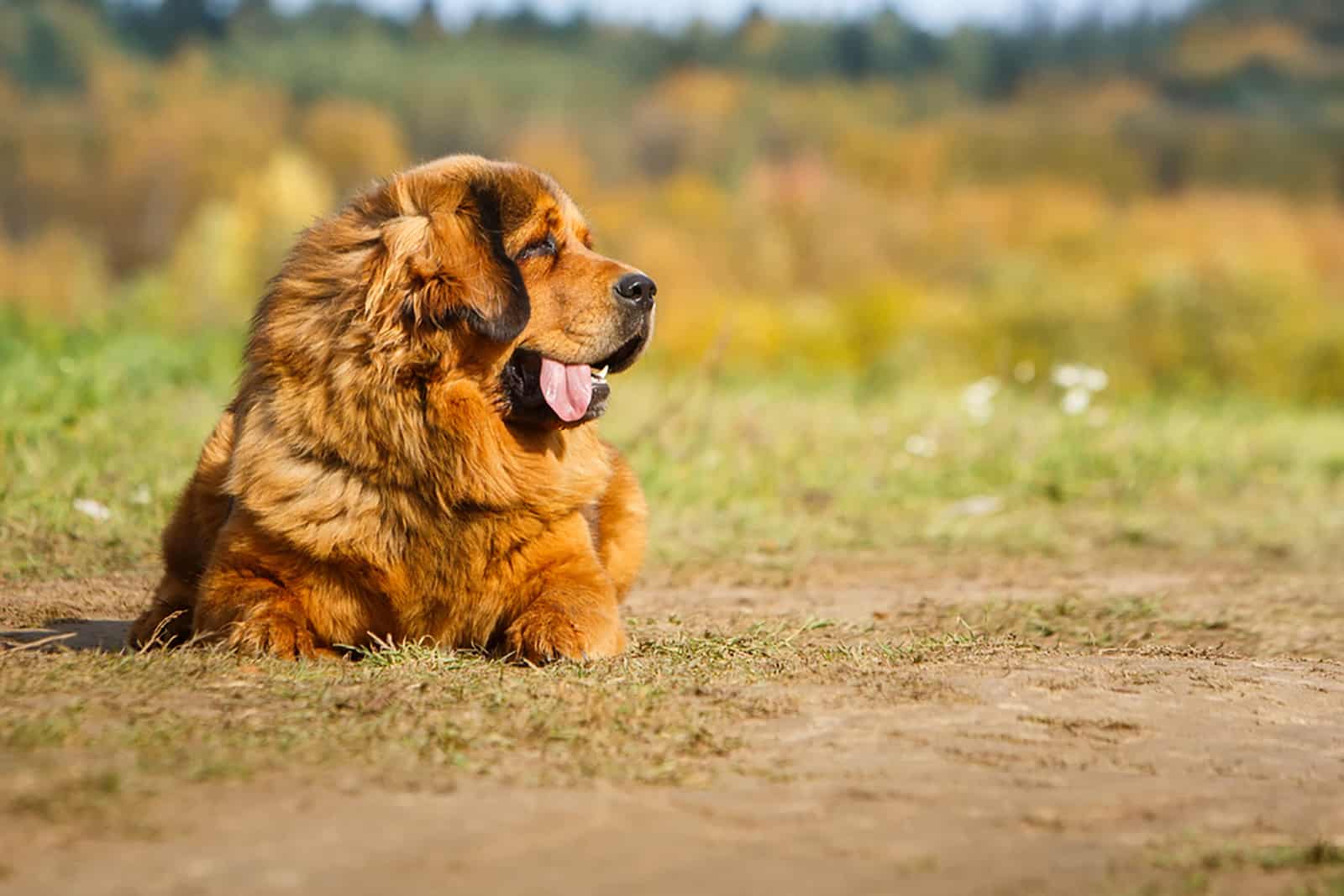 tibetan mastiff sitting on the grass