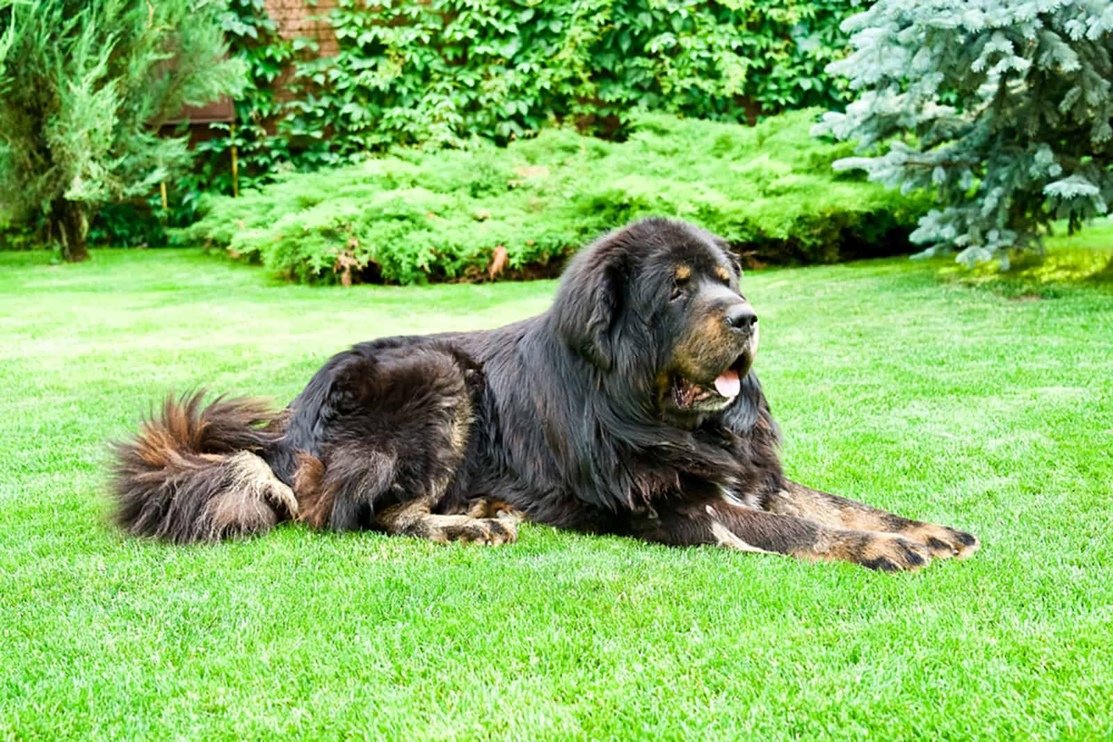 tibetan mastiff lying in the grass