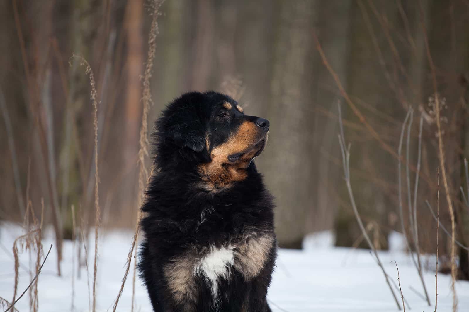 tibetan mastiff standing on the snow