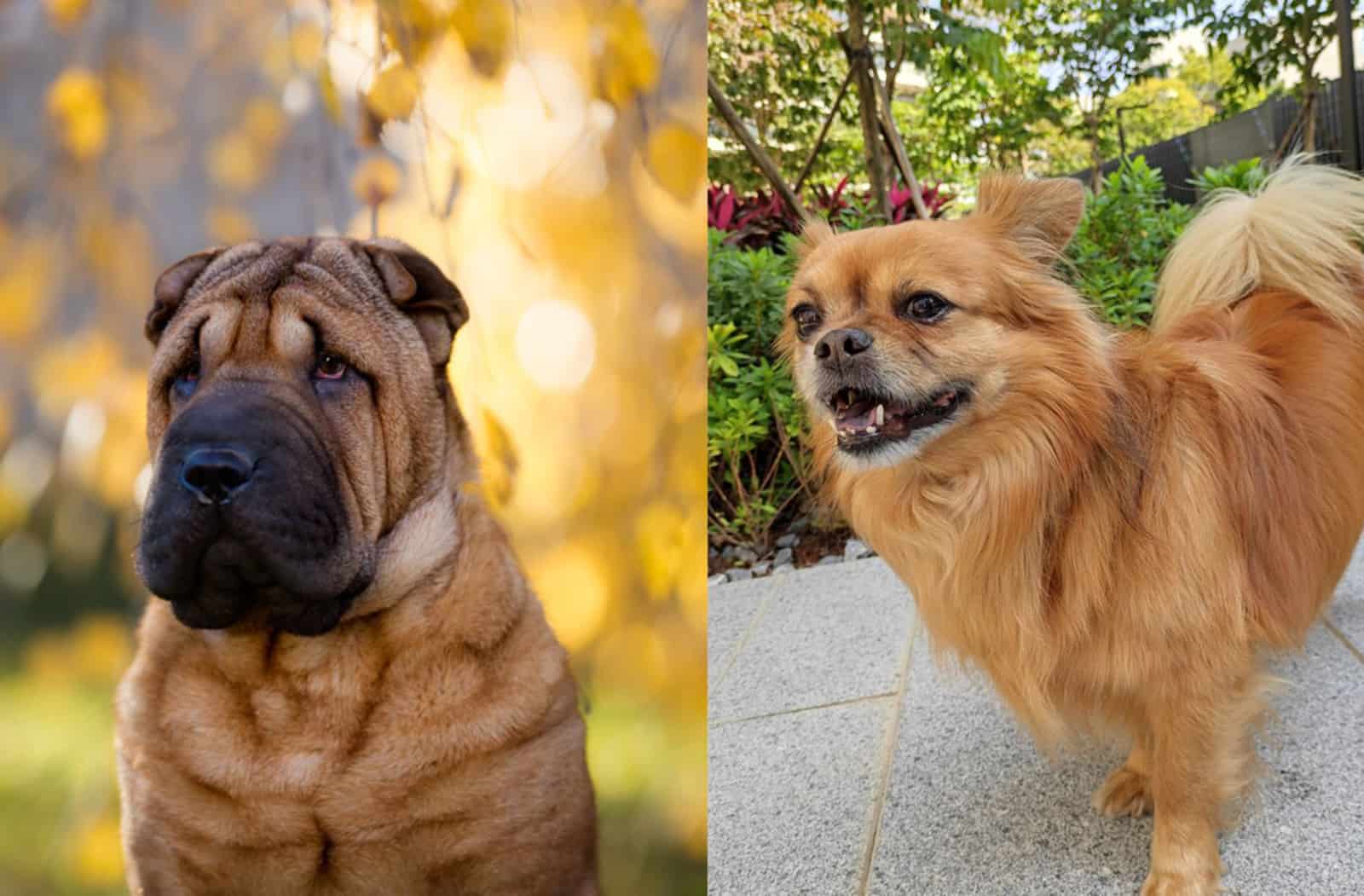 tibetan-pei spaniel