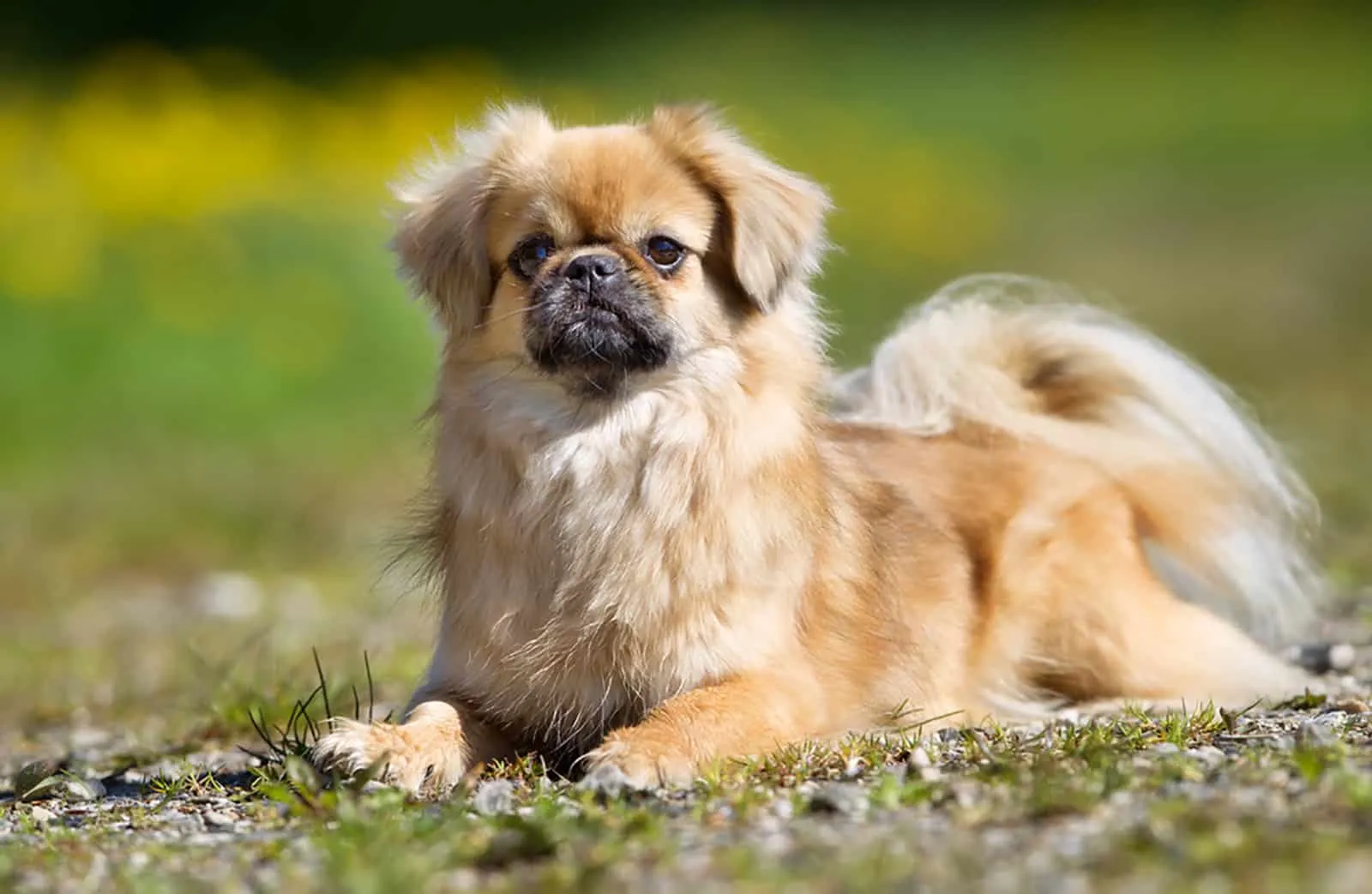 tibetan spaniel dog outdoors in the nature on grass meadow