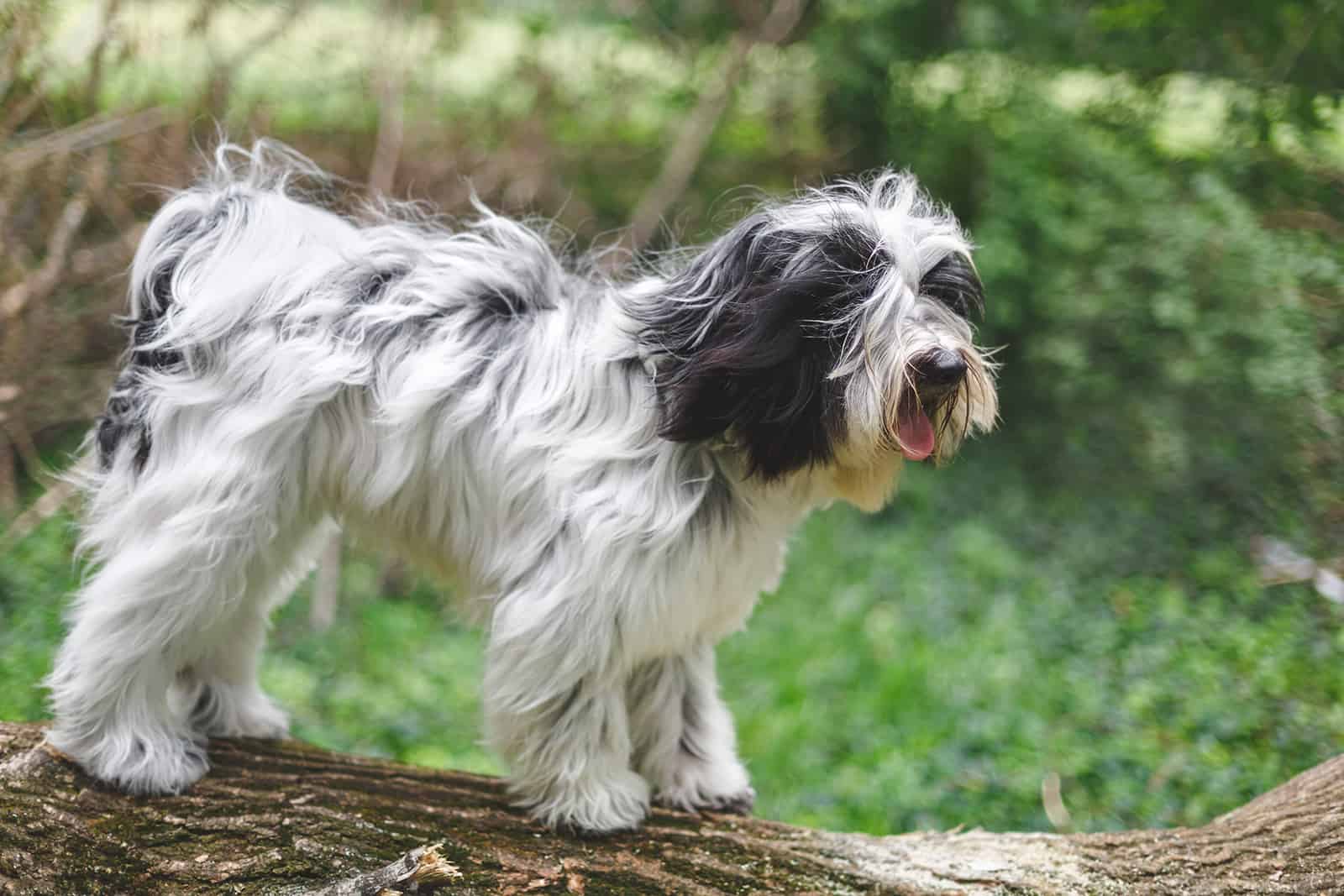 Tibetan terrier standing on fallen tree trunk in forest