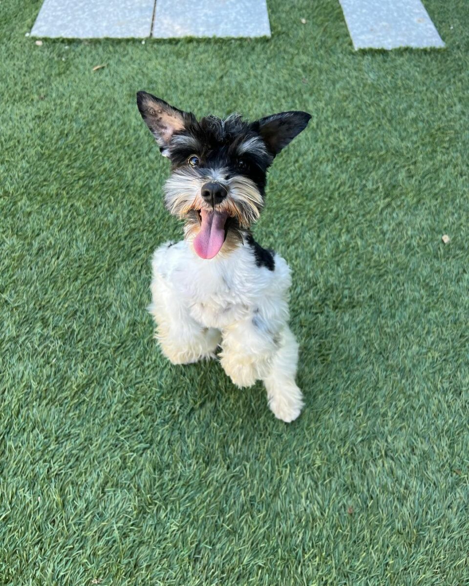 Teacup Miniature Schnauzer—The 411 On This Adorable Dog Breed